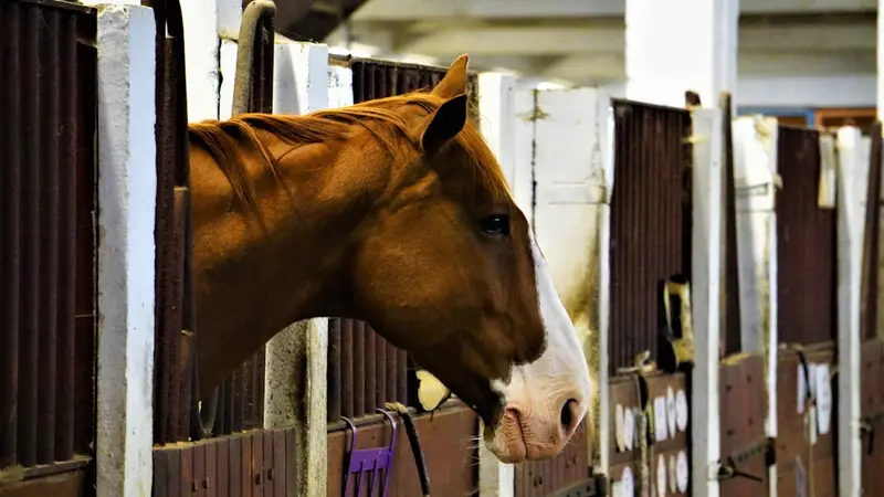 The Thoroughbred Speed Gene and What It Actually Predicts