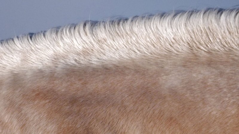 Inbreeding Risks in Thoroughbred Racing