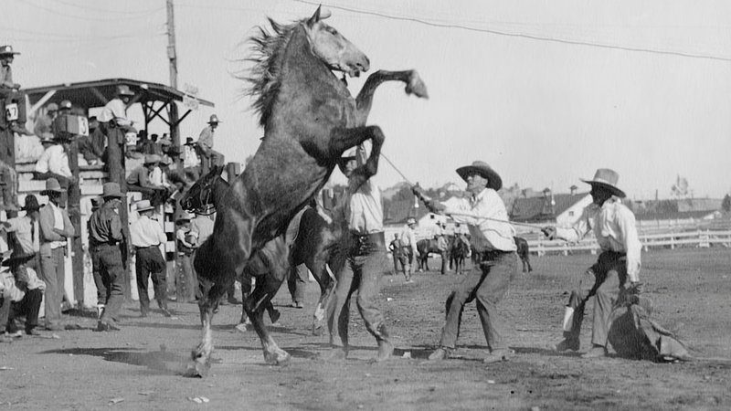 Handicapping Horses for Beginners