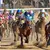 Thoroughbred Bloodlines and What They Say About Derby Horses