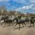 What Happens When a Kentucky Derby Horse Is Scratched