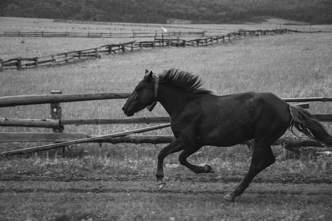 Historic photograph of Northern Dancer, the legendary Canadian thoroughbred stallion